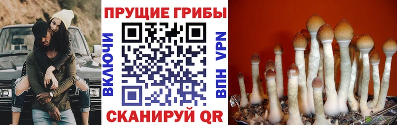 Псилоцибиновые грибы мицелий дарнет шоп Баксан